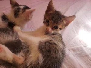 Gato raça Vira lata  idade Abaixo de 2 meses nome luna