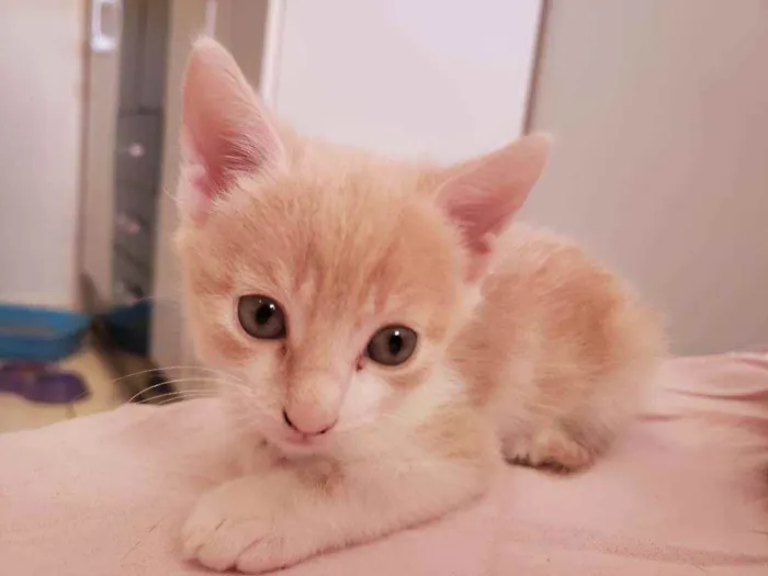 Gato ra a Vira lata idade Abaixo de 2 meses nome Theo