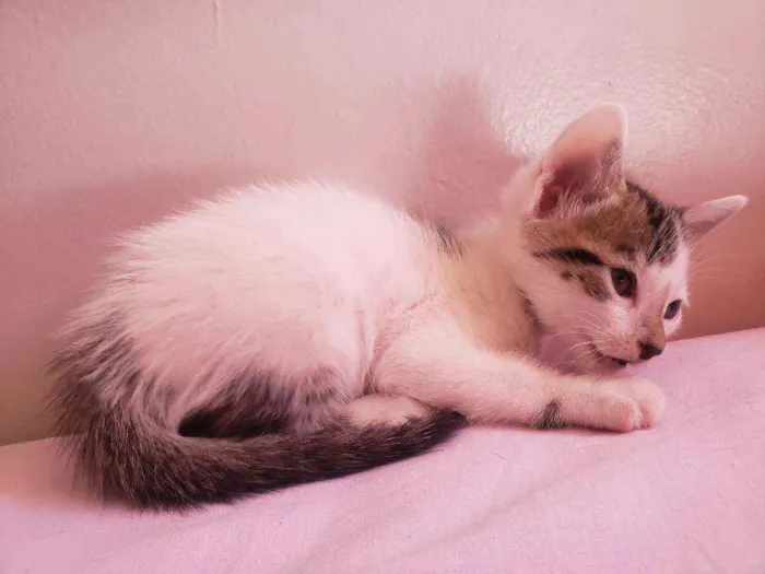 Gato ra a Vira lata  idade Abaixo de 2 meses nome Gugu