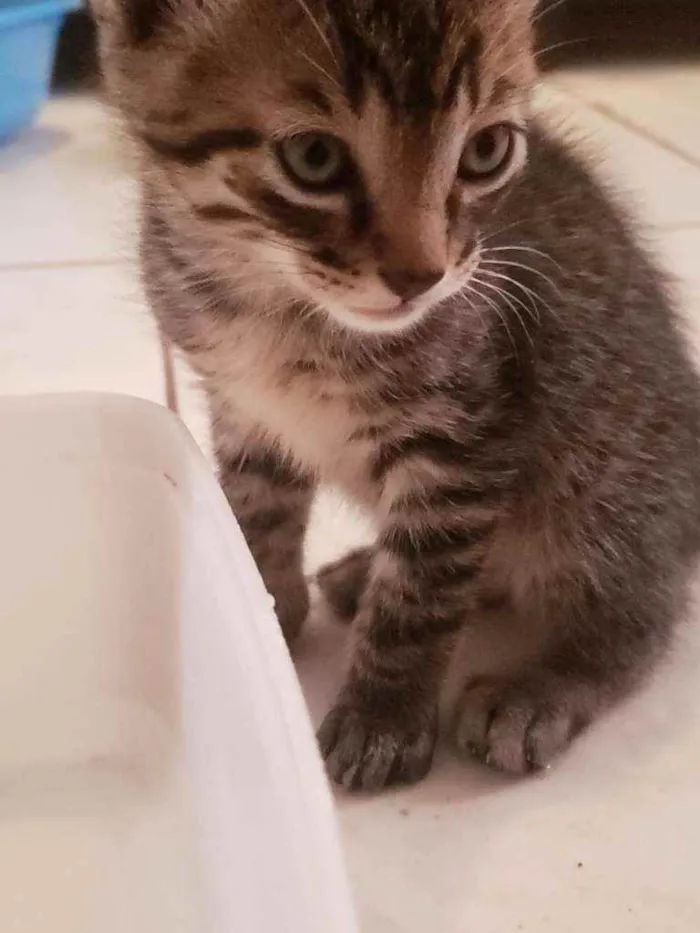 Gato ra a Vira lata  idade Abaixo de 2 meses nome Fred
