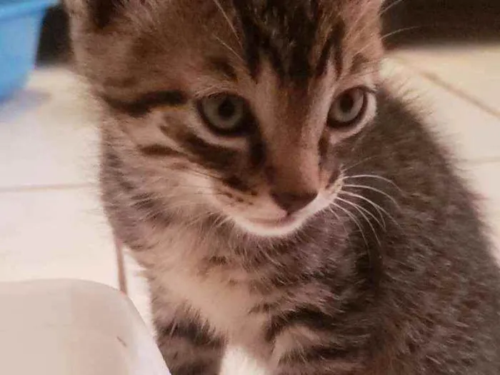 Gato ra a Vira lata  idade Abaixo de 2 meses nome Fred