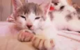 Titi