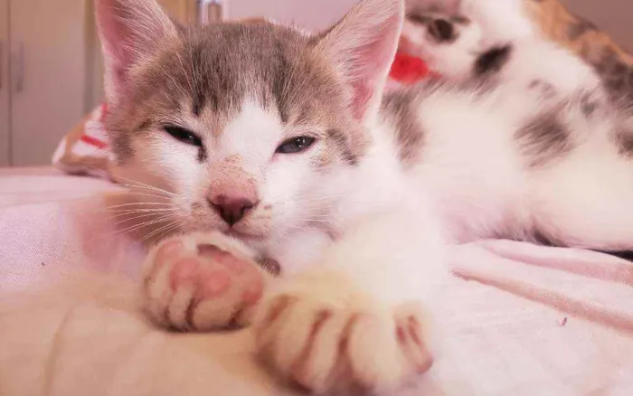 Gato ra a Vira lata  idade Abaixo de 2 meses nome Titi