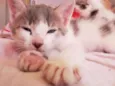 Titi