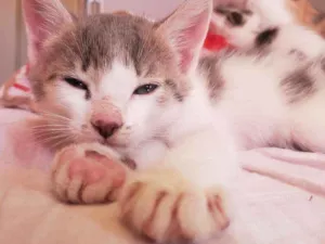 Gato raça Vira lata  idade Abaixo de 2 meses nome Titi