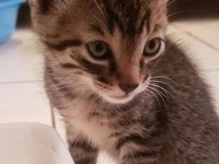 Gato ra a Vira lata  idade Abaixo de 2 meses nome Fred