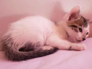 Gato raça Vira lata  idade Abaixo de 2 meses nome Gugu