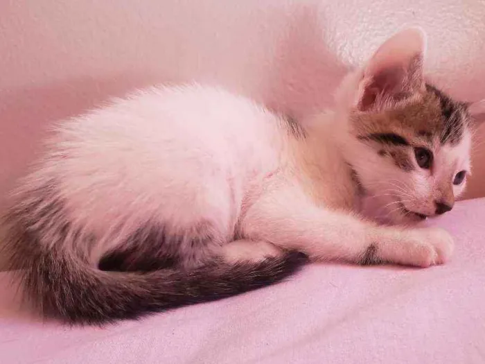 Gato ra a Vira lata  idade Abaixo de 2 meses nome Gugu
