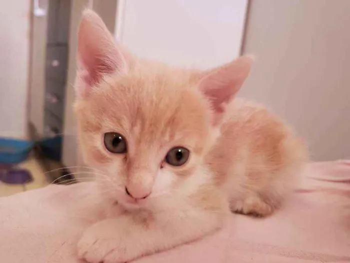 Gato ra a Vira lata idade Abaixo de 2 meses nome Theo
