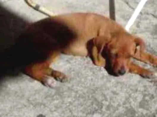 Cachorro ra a vira lata idade 2 a 6 meses nome sem nome