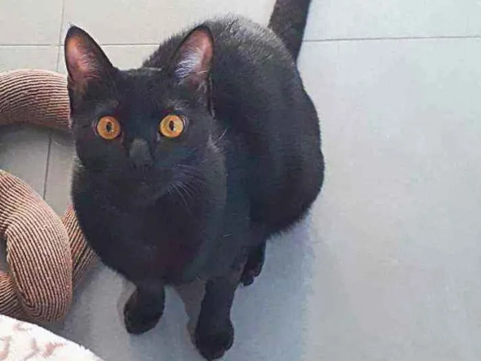 Gato ra a SRD idade 7 a 11 meses nome ANAKIN 