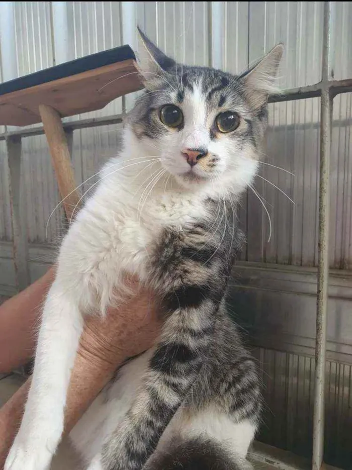 Gato ra a SRD idade 7 a 11 meses nome Henry