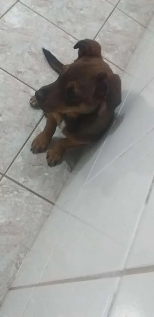 Cachorro ra a  idade 2 a 6 meses nome Sem nome ainda