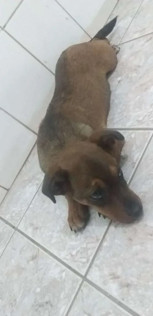 Cachorro ra a  idade 2 a 6 meses nome Sem nome ainda