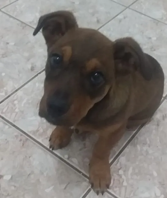 Cachorro ra a  idade 2 a 6 meses nome Sem nome ainda