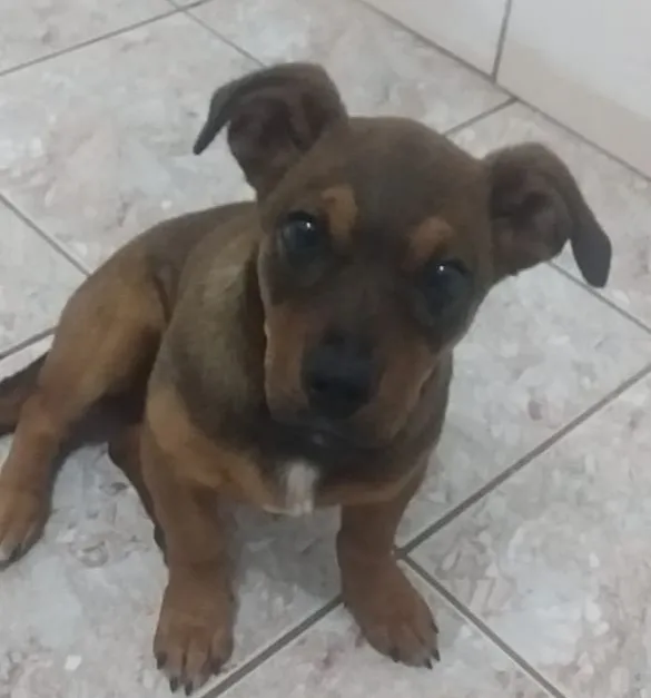 Cachorro ra a  idade 2 a 6 meses nome Sem nome ainda