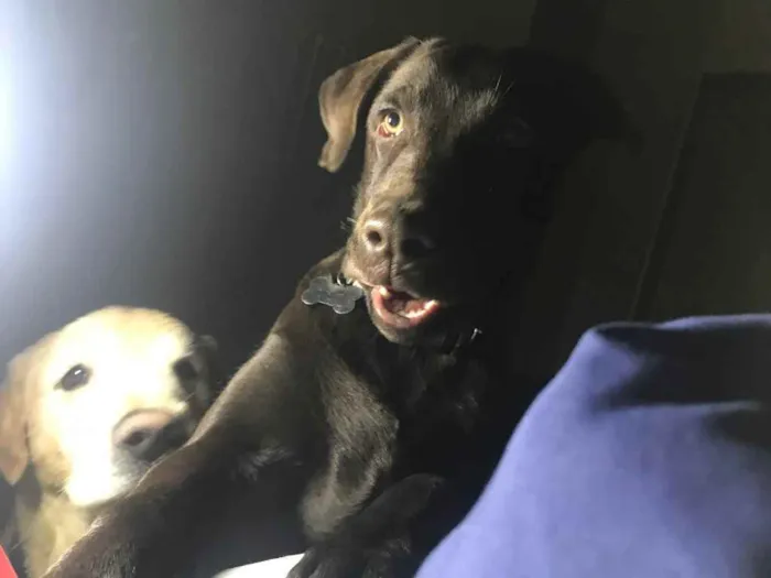 Cachorro ra a Labrador retriever idade 2 a 6 meses nome Paçoca
