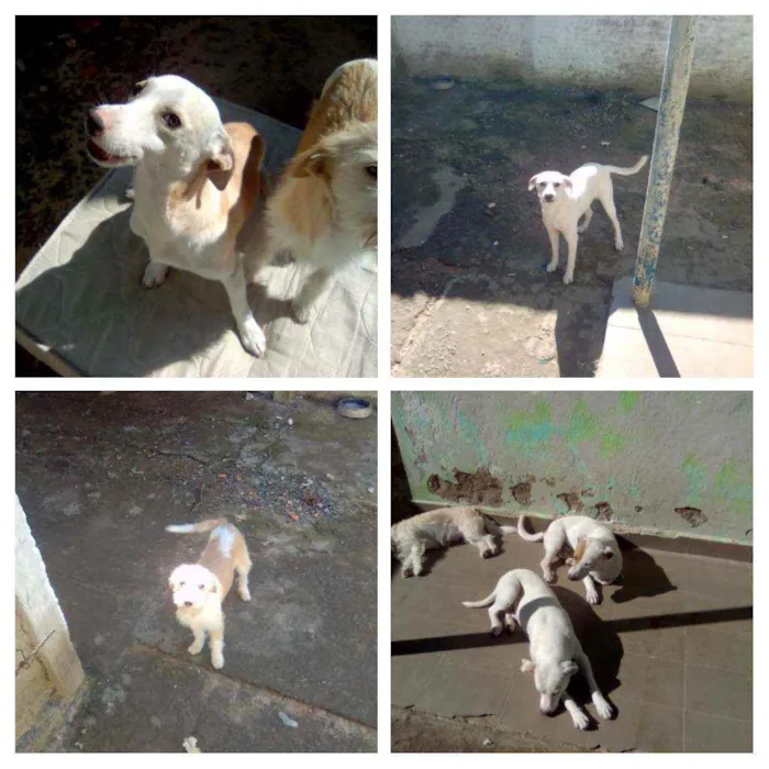 Cachorro ra a S/definição idade  nome Diversos