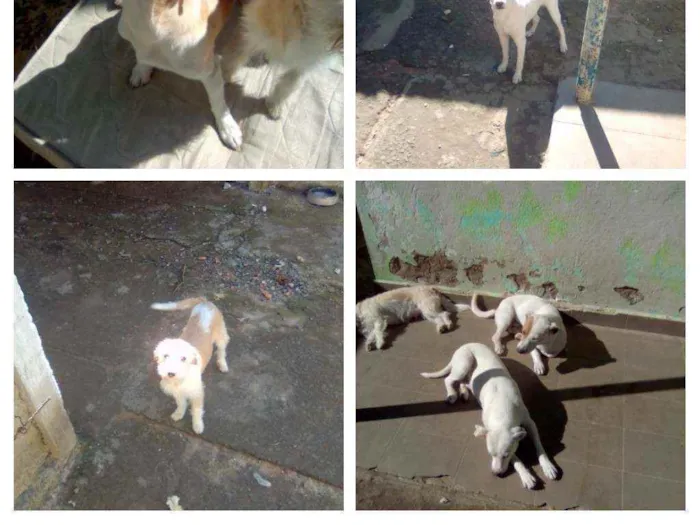 Cachorro ra a S/definição idade  nome Diversos