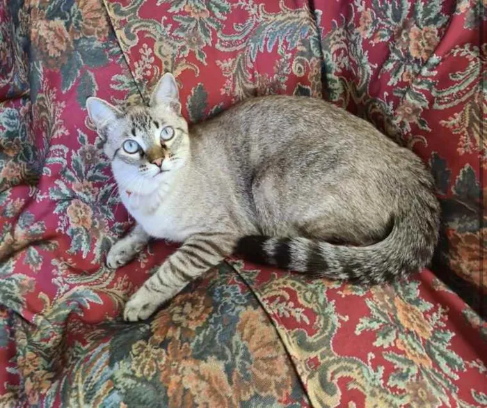 Gato ra a SRD idade 7 a 11 meses nome Nick 