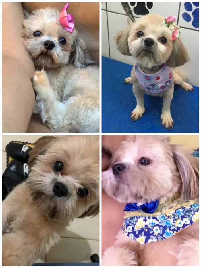 Cachorro ra a Shitszu  idade 2 anos nome Maggie Maria