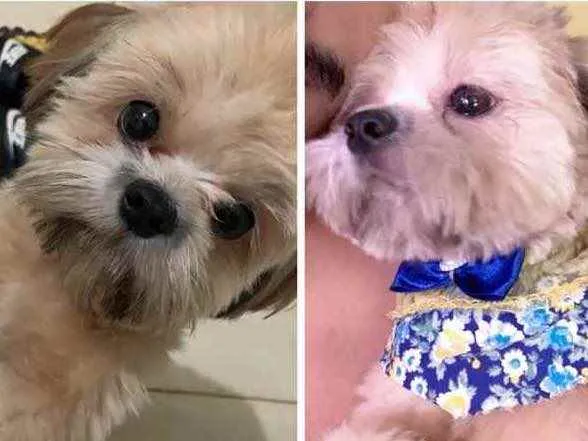 Cachorro ra a Shitszu  idade 2 anos nome Maggie Maria