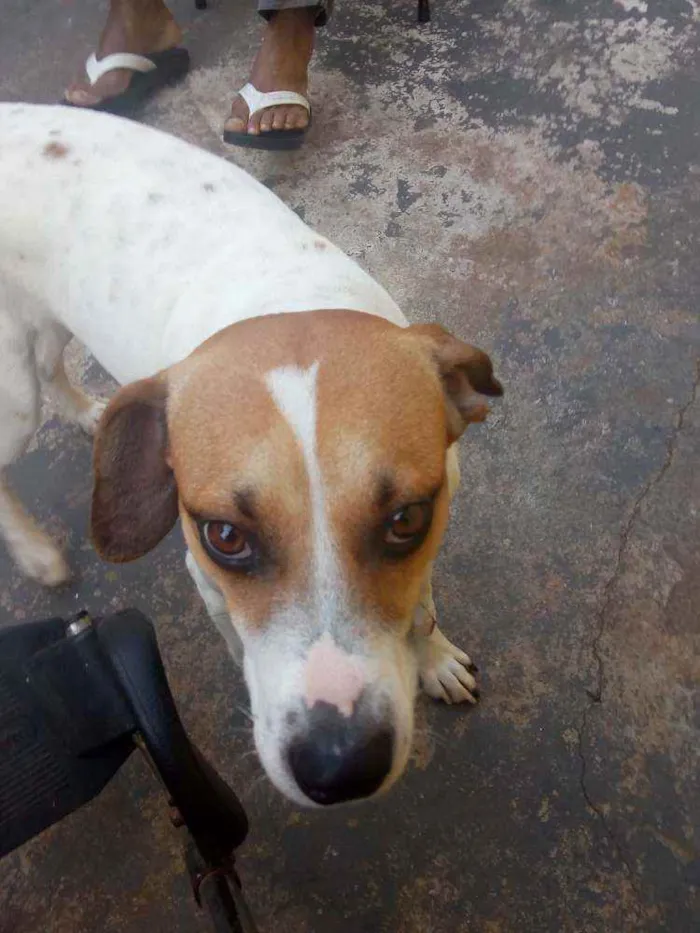 Cachorro ra a Srd idade 7 a 11 meses nome Break