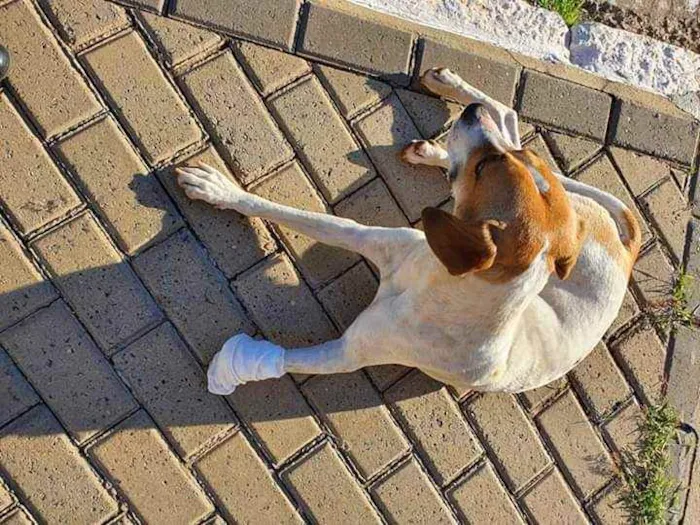 Cachorro ra a Srd idade 7 a 11 meses nome Break