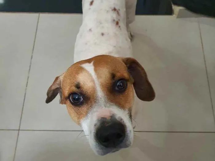 Cachorro ra a Srd idade 7 a 11 meses nome Break