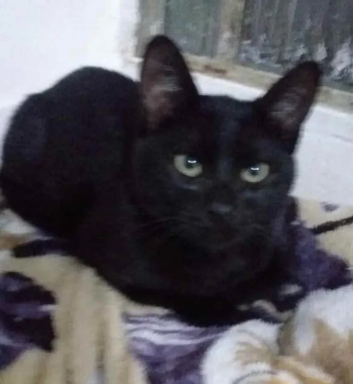 Gato ra a SRD idade 2 a 6 meses nome Caio 