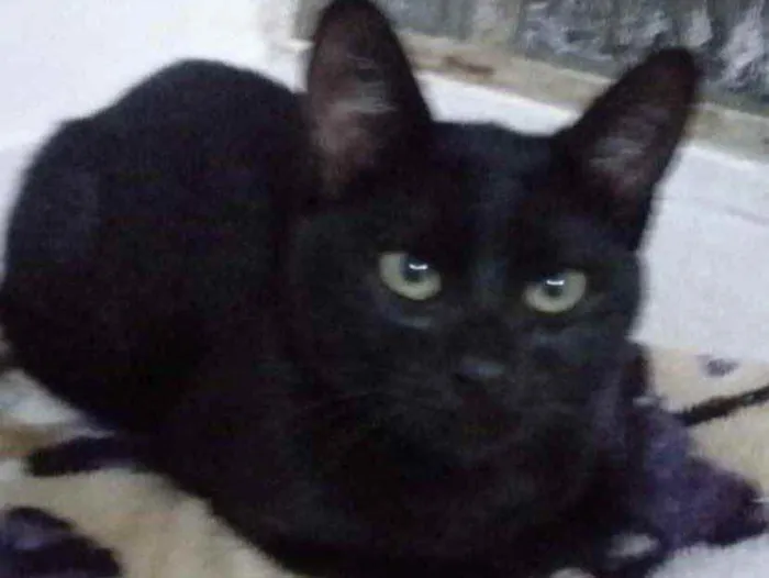 Gato ra a SRD idade 2 a 6 meses nome Caio 