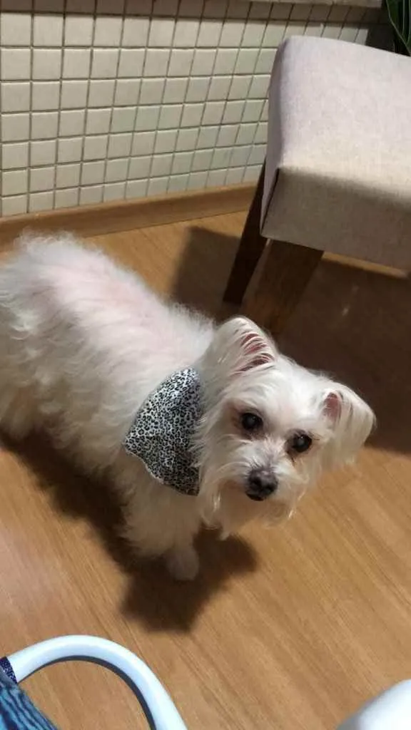 Cachorro ra a Maltês  idade 6 ou mais anos nome Kaká (com diabetes)