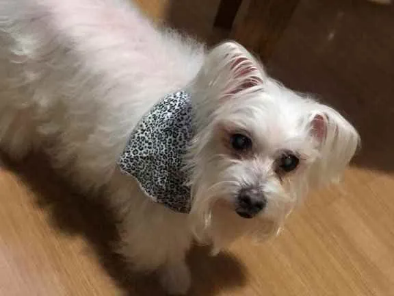 Cachorro ra a Maltês  idade 6 ou mais anos nome Kaká (com diabetes)