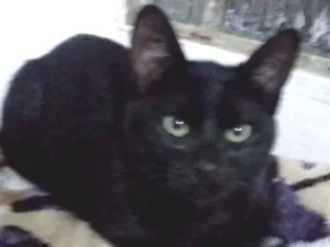Gato raça SRD idade 2 a 6 meses nome Caio 