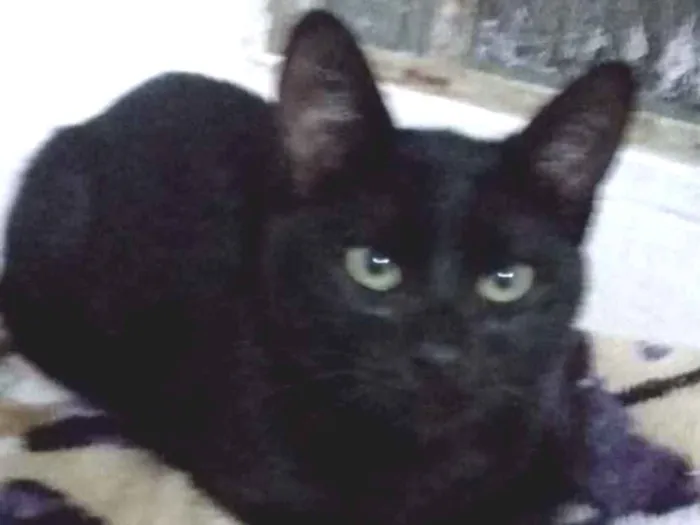Gato ra a SRD idade 2 a 6 meses nome Caio 