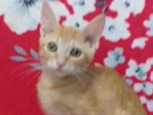 Gato raça SRD idade 2 a 6 meses nome Salomão 