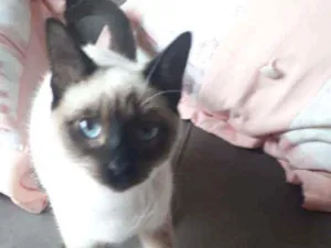 Gato raça siamês idade 2 a 6 meses nome Alanis