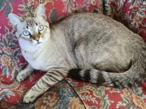 Gato raça SRD idade 7 a 11 meses nome Nick 
