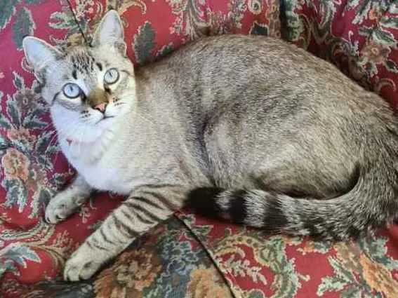 Gato ra a SRD idade 7 a 11 meses nome Nick 