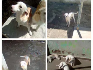 Cachorro raça S/definição idade  nome Diversos