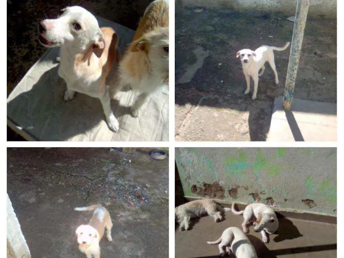 Cachorro ra a S/definição idade  nome Diversos