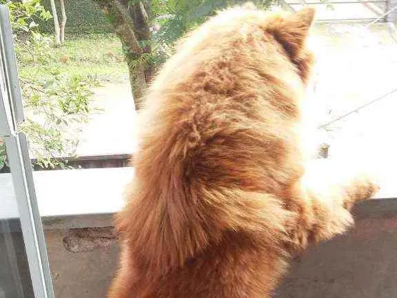 Cachorro ra a Chow chow  idade  nome Jey