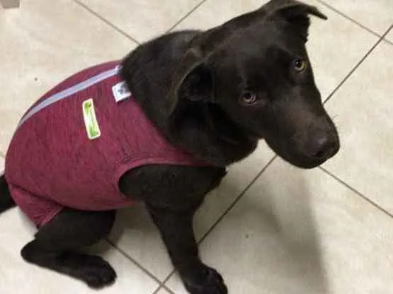 Cachorro ra a Labrador retriever idade 2 a 6 meses nome Paçoca