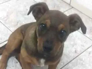 Cachorro raça  idade 2 a 6 meses nome Sem nome ainda