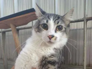 Gato raça SRD idade 7 a 11 meses nome Henry