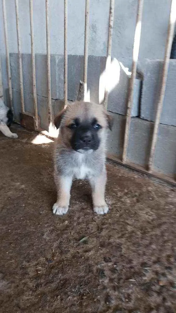 Cachorro ra a mistiço- mãe: Pastor Maremano idade Abaixo de 2 meses nome sem nome