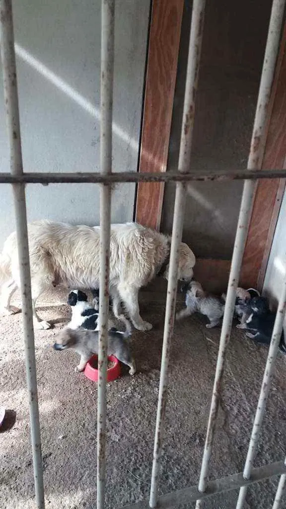 Cachorro ra a mistiço- mãe: Pastor Maremano idade Abaixo de 2 meses nome sem nome