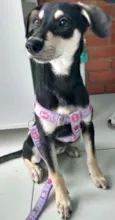 Pretinha