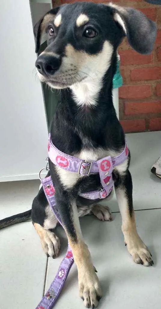 Cachorro raça SRD idade 7 a 11 meses nome Pretinha