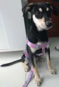 Pretinha